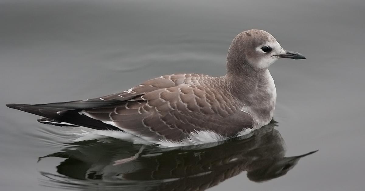 Dynamic image of the Xeme, popularly known in Indonesia as Burung Xeme.