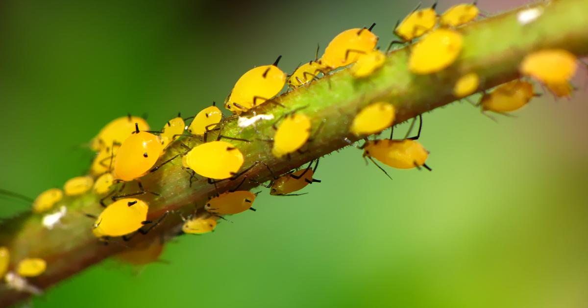 Unique portrayal of the Yellow Aphids, also called Kutu Daun Kuning in Bahasa Indonesia.