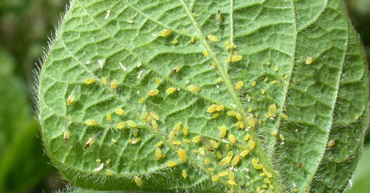 Graceful Yellow Aphids, a creature with the scientific name Aphis nerii.