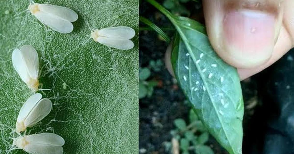 Elegant Yellow Aphids in its natural habitat, called Kutu Daun Kuning in Indonesia.