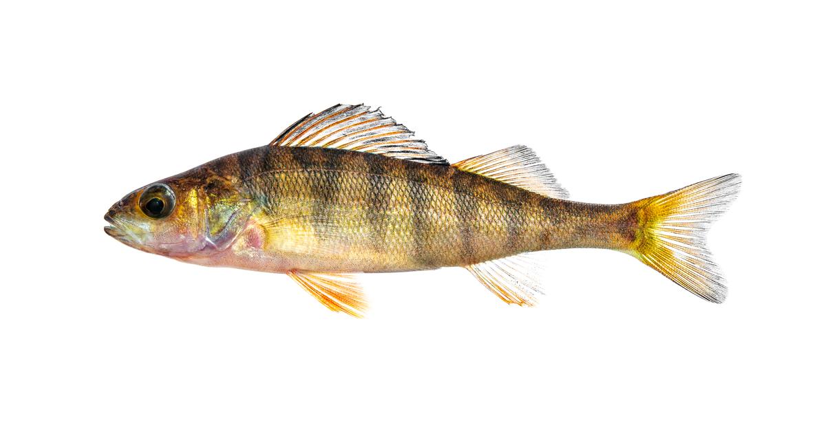 The Yellow Perch in its natural beauty, locally called Ikan Kuning Perch.