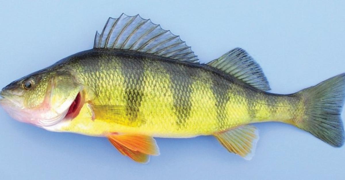 Exquisite image of Yellow Perch, in Indonesia known as Ikan Kuning Perch.