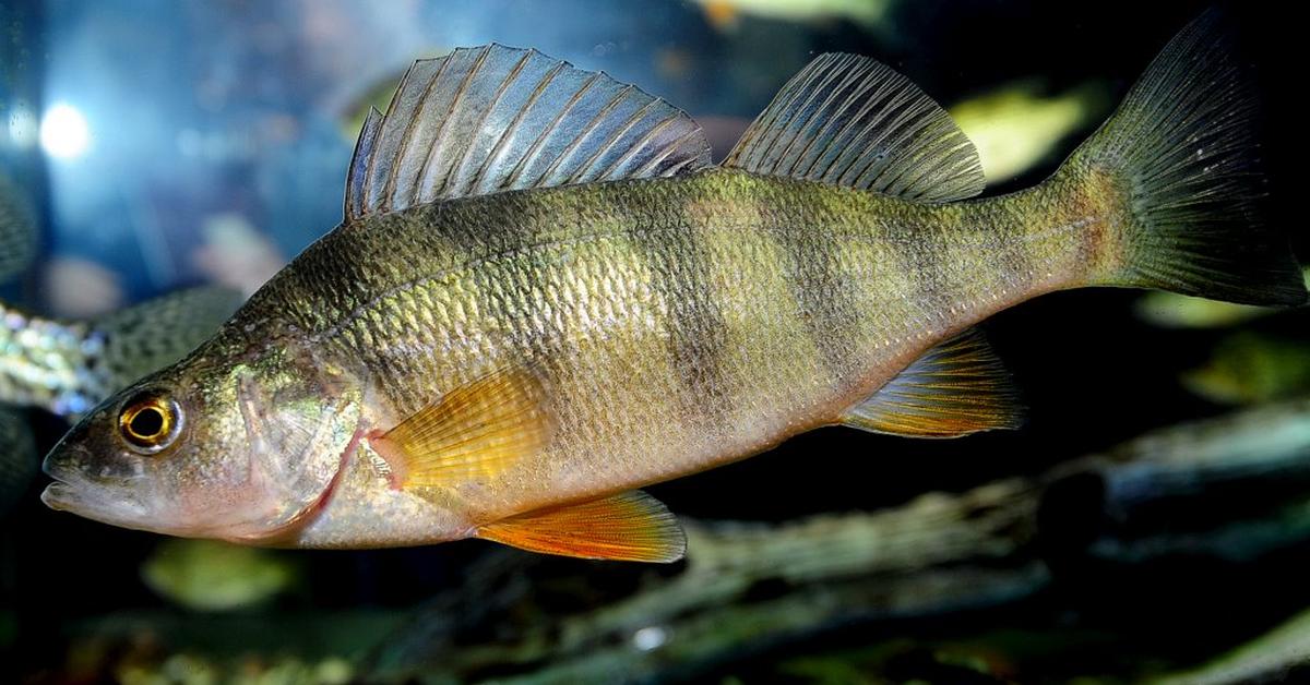 Detailed shot of the Yellow Perch, or Perca flavescens, in its natural setting.