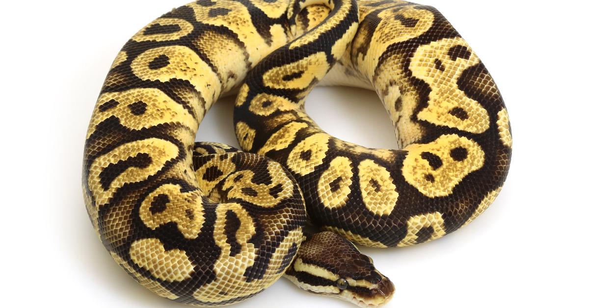 Captured moment of the Yellow Belly Ball Python, in Indonesia known as Piton Bola Perut Kuning.