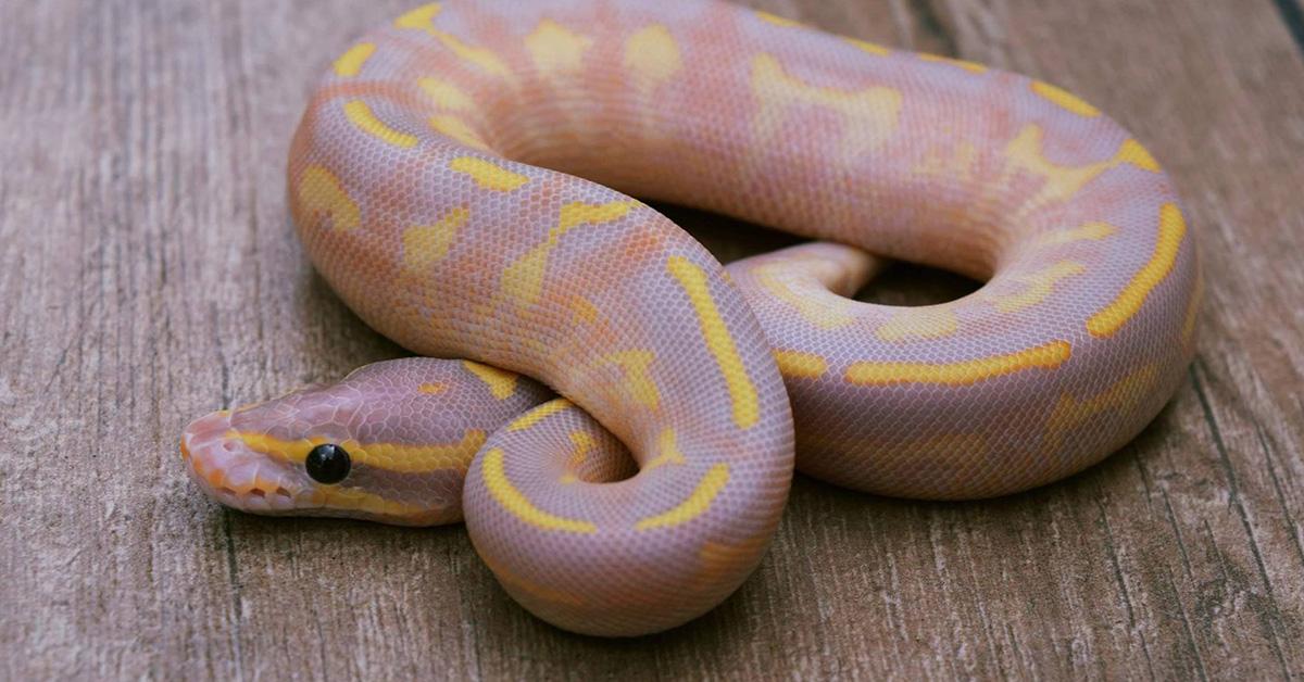 Iconic view of the Yellow Belly Ball Python, or Python regius, in its habitat.