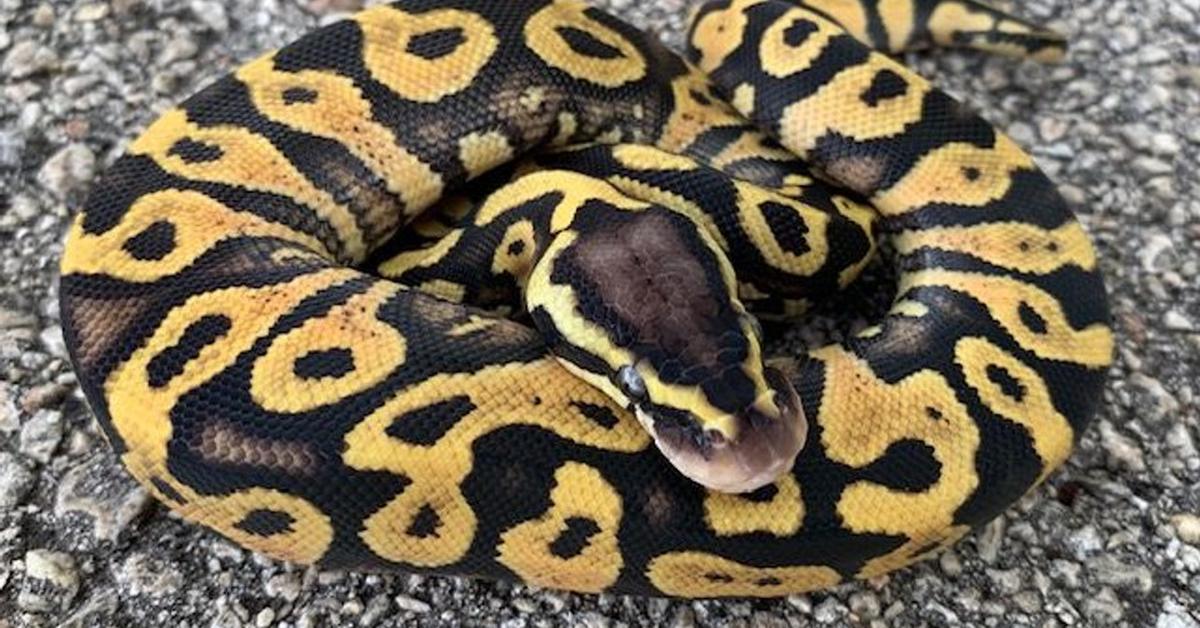 Stunning depiction of Yellow Belly Ball Python, also referred to as Python regius.