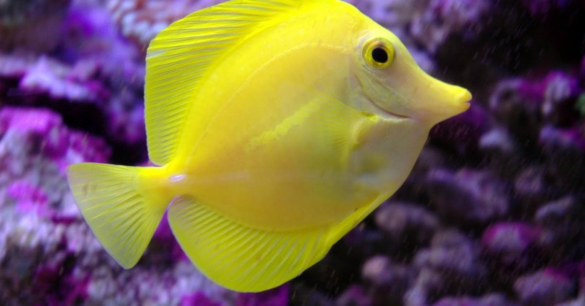 Image showcasing the Yellow Tang, known in Indonesia as Ikan Yellow Tang.