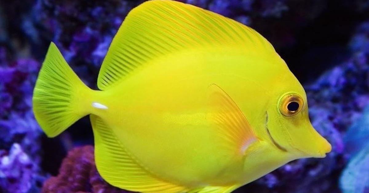 Captured moment of the Yellow Tang, in Indonesia known as Ikan Yellow Tang.