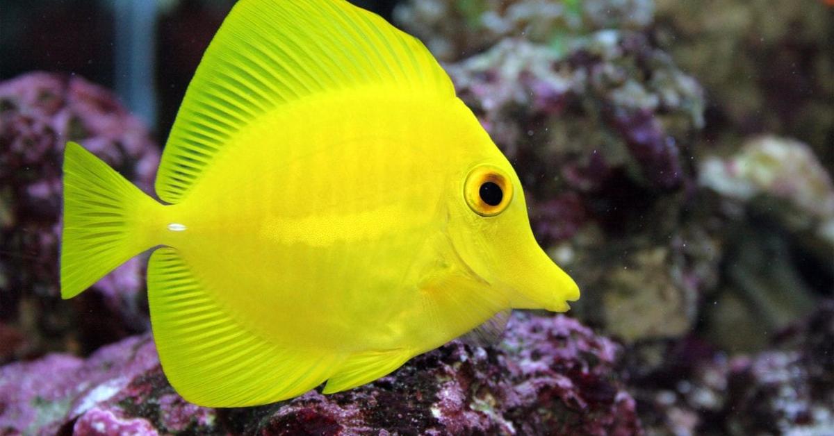 Portrait of a Yellow Tang, a creature known scientifically as Zebrasoma flavescens.