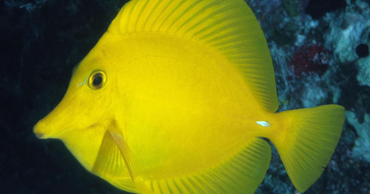 Visual of Yellow Tang, or Ikan Yellow Tang in Indonesian, showcasing its beauty.