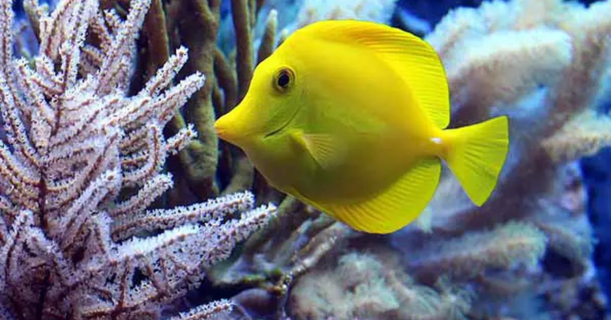 Striking appearance of the Yellow Tang, known in scientific circles as Zebrasoma flavescens.