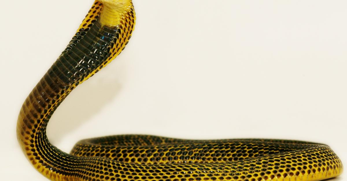 Captivating presence of the Yellow Cobra, a species called Naja nivea.