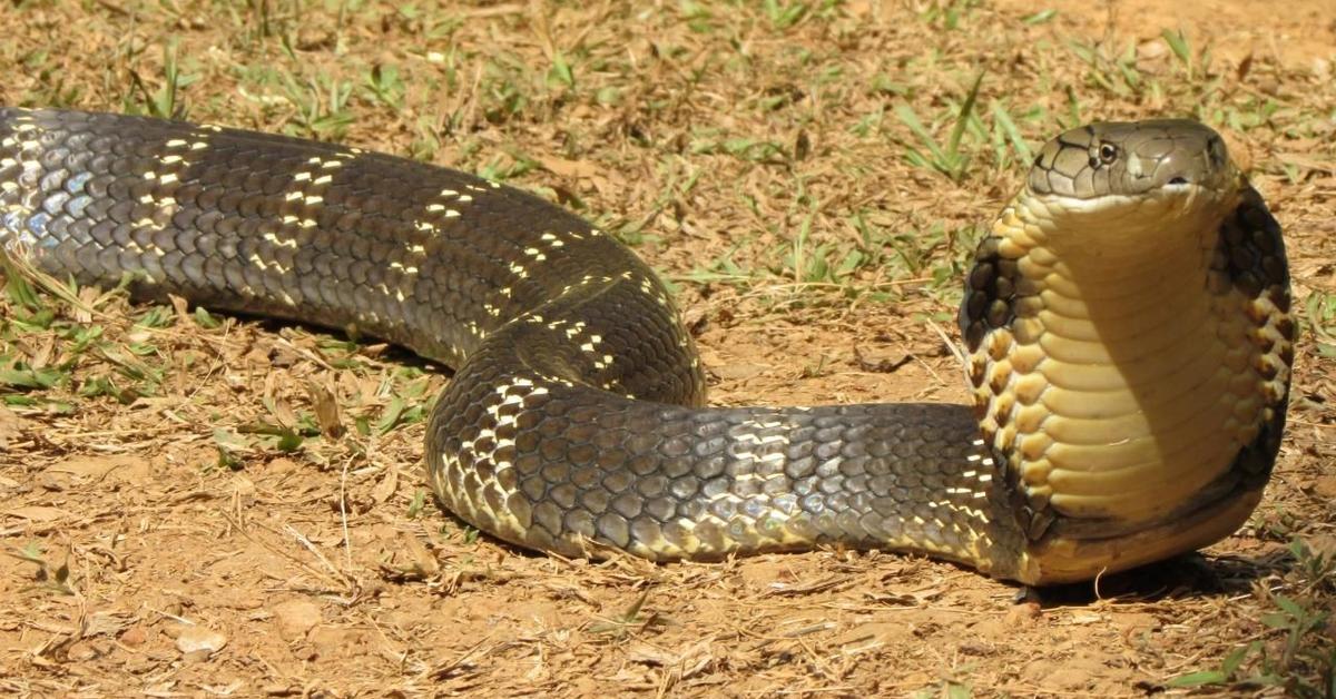 Natural elegance of the Yellow Cobra, scientifically termed Naja nivea.