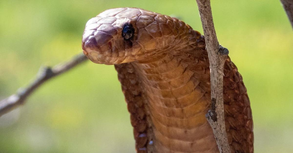 Vivid image of the Yellow Cobra, or Kobra Kuning in Indonesian context.