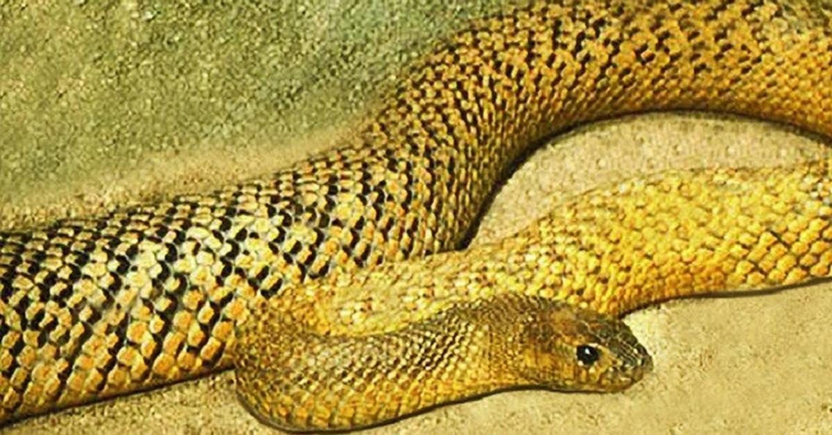 Photographic depiction of the unique Yellow Cobra, locally called Kobra Kuning.