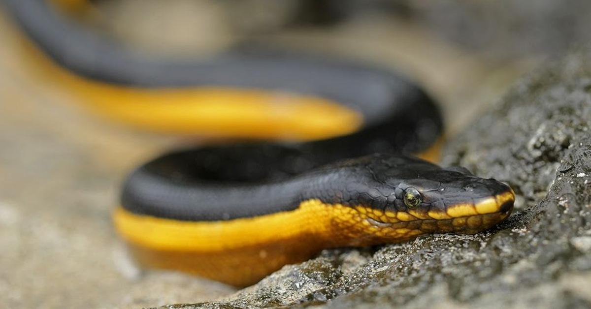 Photographic depiction of the unique Yellow-Bellied Sea Snake, locally called Ular Laut Perut Kuning.