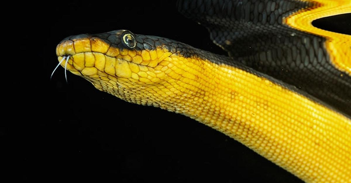 Detailed shot of the Yellow-Bellied Sea Snake, or Hydrophis platurus, in its natural setting.