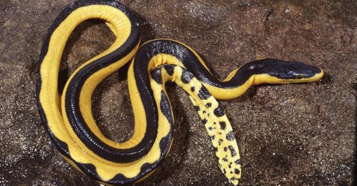 The remarkable Yellow-Bellied Sea Snake (Hydrophis platurus), a sight to behold.