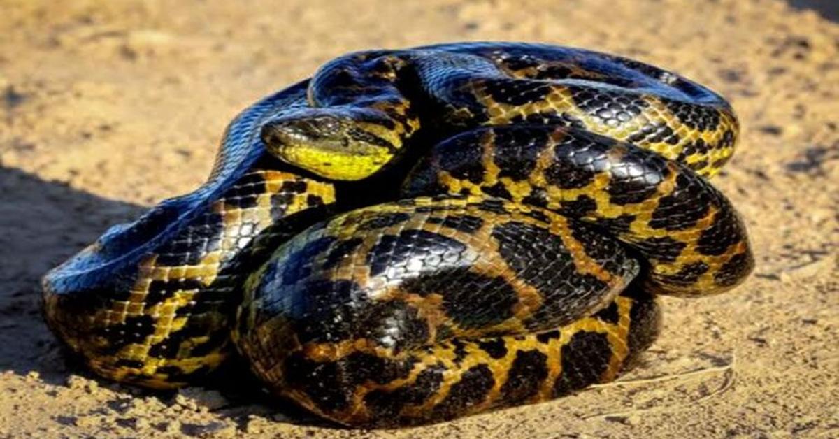 Stunning depiction of Yellow Anaconda, also referred to as E. notaeus.