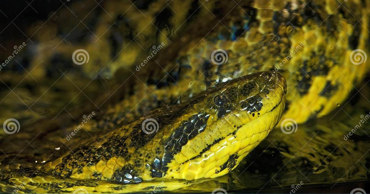 Vivid image of the Yellow Anaconda, or Anaconda Kuning in Indonesian context.