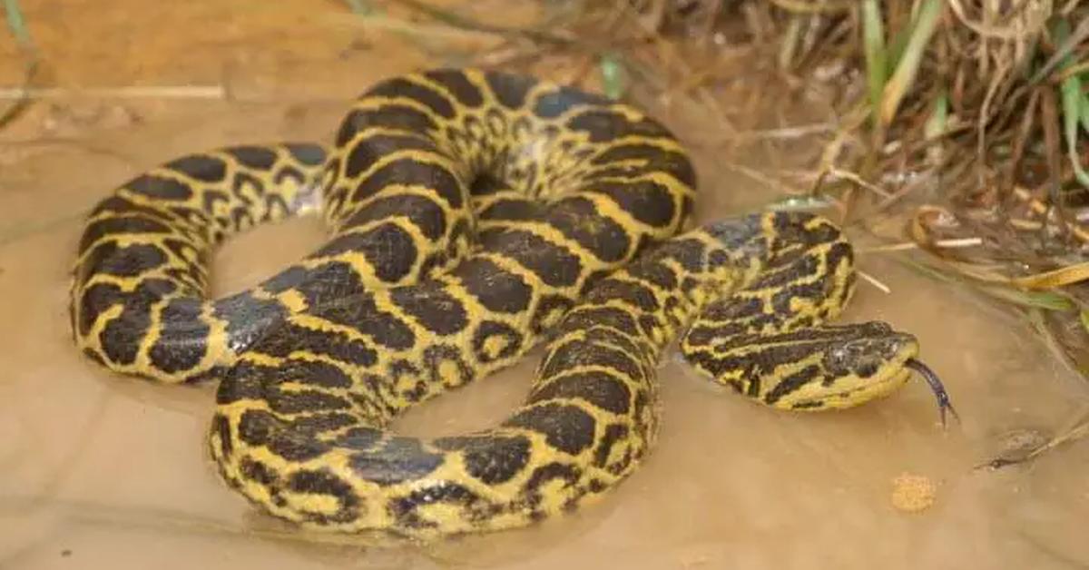 Captivating presence of the Yellow Anaconda, a species called E. notaeus.