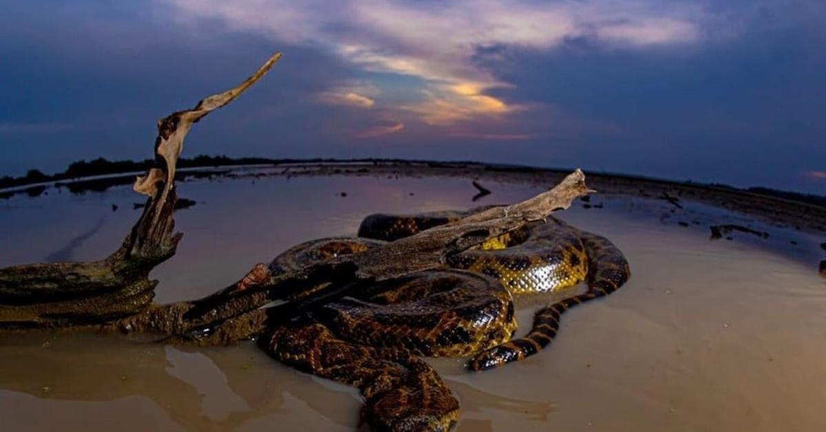 Captured elegance of the Yellow Anaconda, known in Indonesia as Anaconda Kuning.