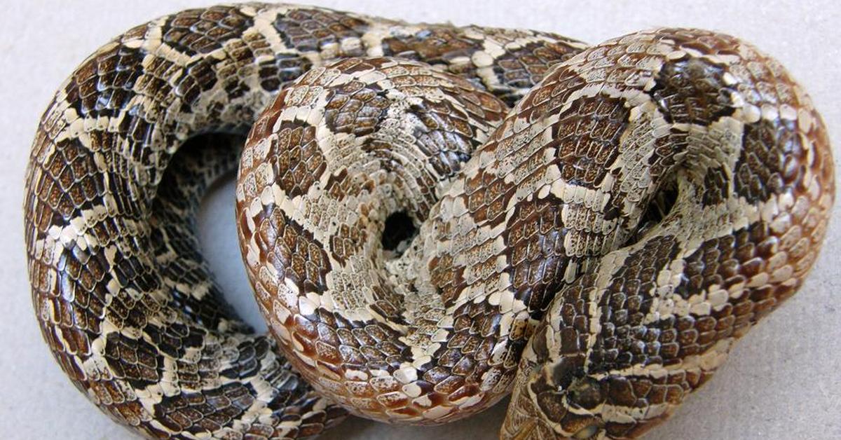 The Yarara, a species known as Bothrops alternatus, in its natural splendor.