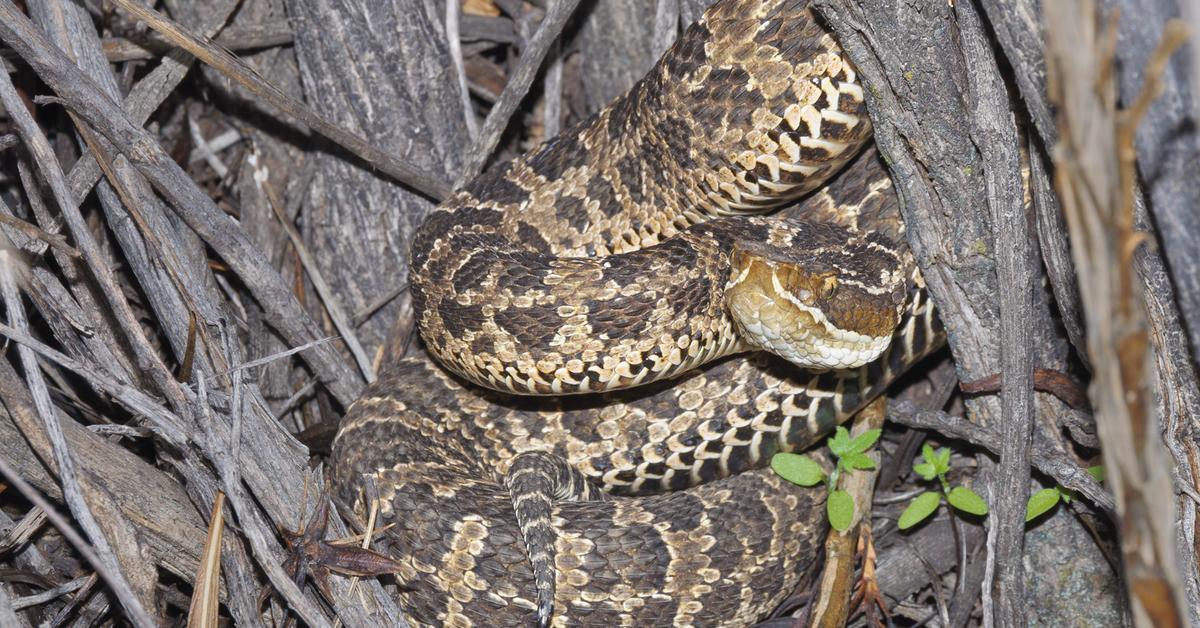 Glimpse of the Yarara, known in the scientific community as Bothrops alternatus.