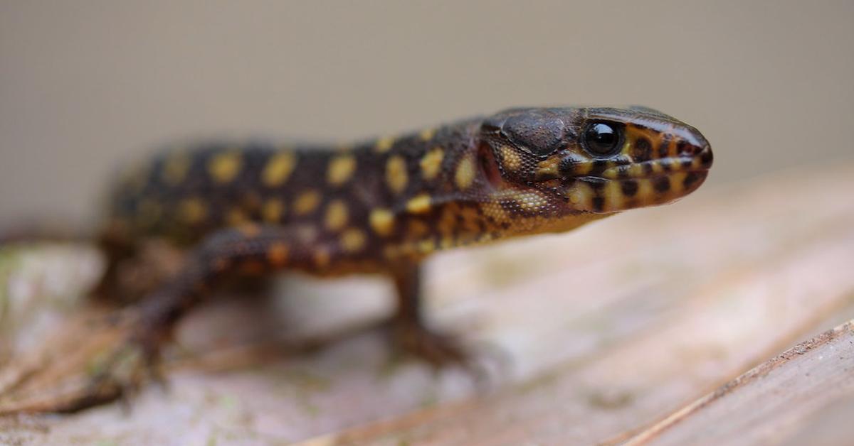 Detailed shot of the Yellow Spotted Lizard, or Lepidophyma flavimaculatum, in its natural setting.