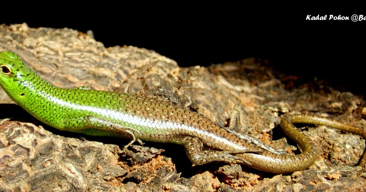 Elegant Yellow Spotted Lizard in its natural habitat, called Kadal Berbintik Kuning in Indonesia.