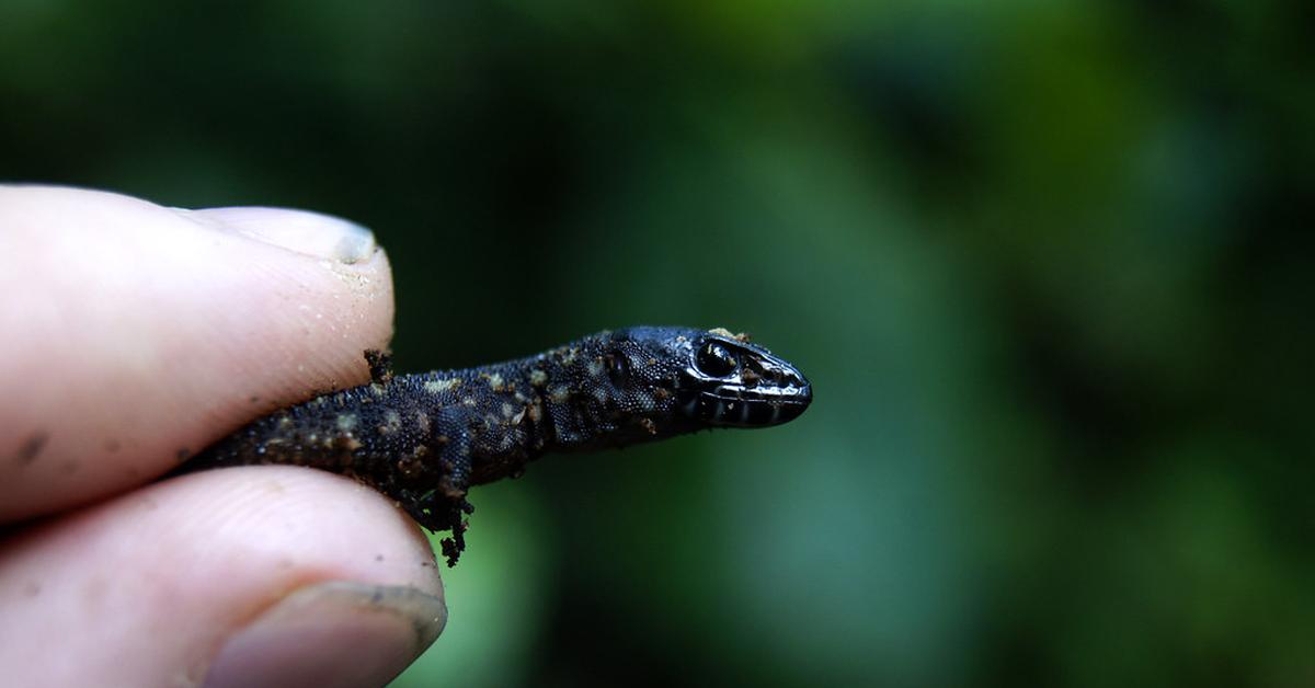 Stunning image of the Yellow Spotted Lizard (Lepidophyma flavimaculatum), a wonder in the animal kingdom.