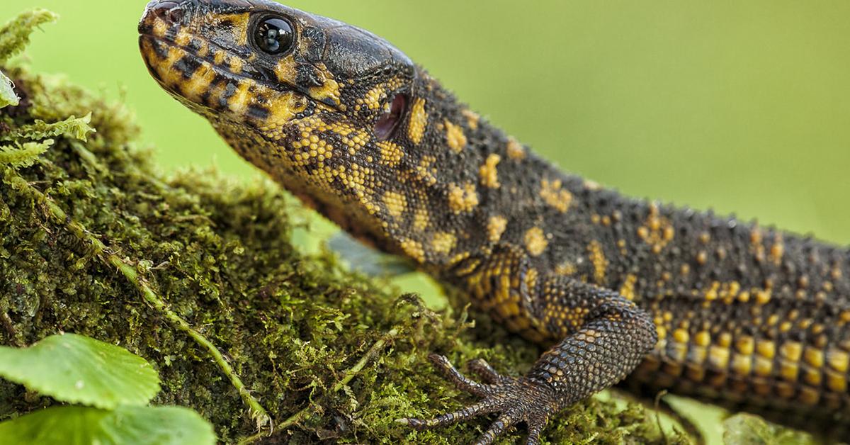 Portrait of a Yellow Spotted Lizard, a creature known scientifically as Lepidophyma flavimaculatum.