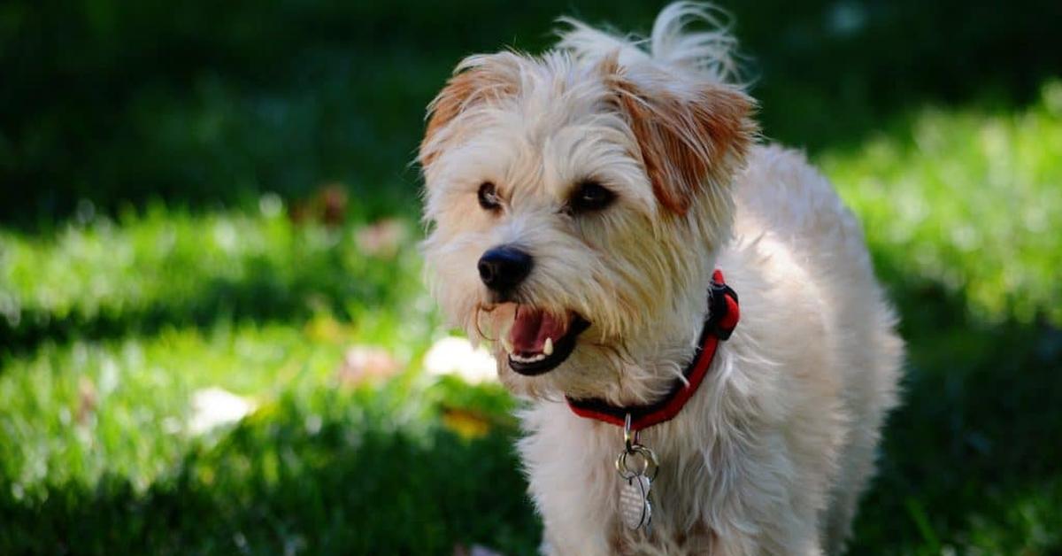 Portrait of a Yorkiepoo, a creature known scientifically as Canis lupus.