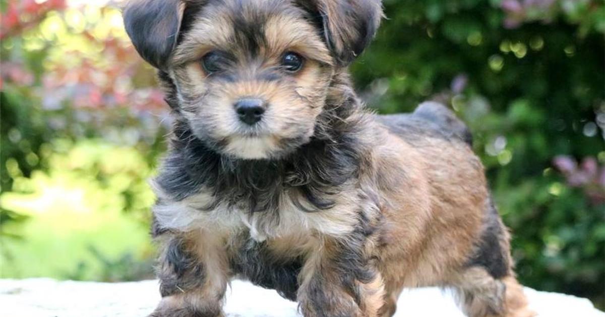 Portrait of a Yorkiepoo, a creature known scientifically as Canis lupus.