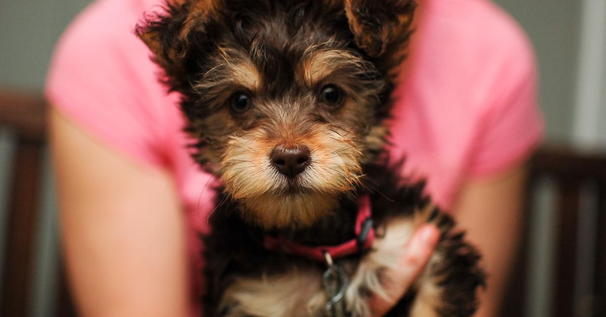 Enchanting Yorkiepoo, a species scientifically known as Canis lupus.