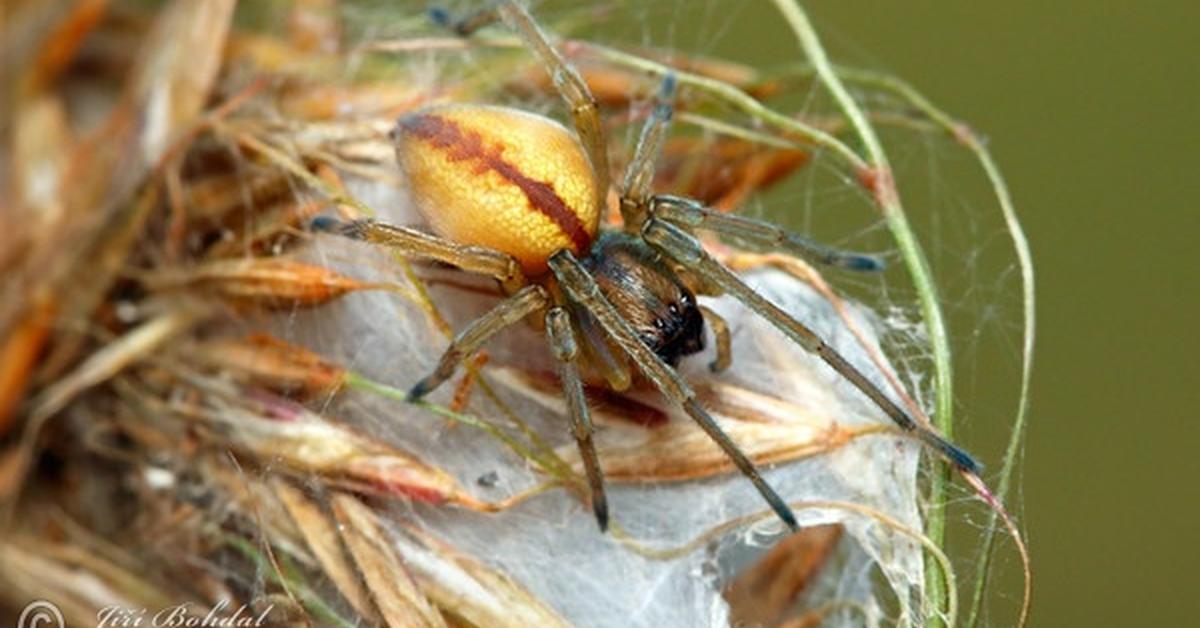 The Yellow Sac Spider, a beautiful species also known as Laba-laba Kantung Kuning in Bahasa Indonesia.