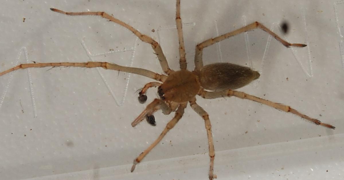 Image of the Yellow Sac Spider (Cheiracanthium), popular in Indonesia as Laba-laba Kantung Kuning.