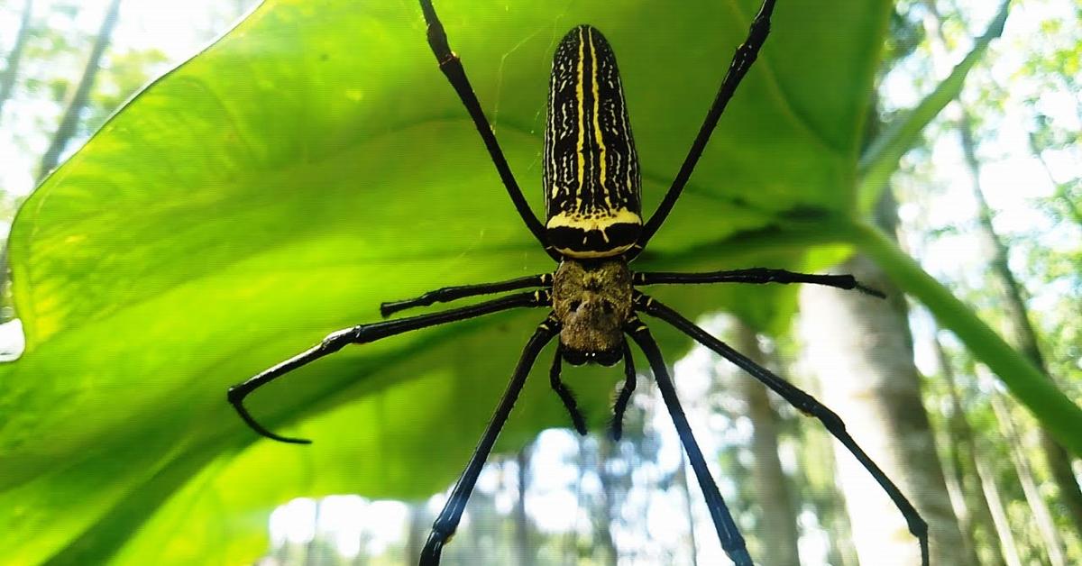 The Yellow Sac Spider, a species known as Cheiracanthium, in its natural splendor.