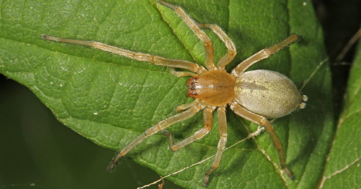 The remarkable Yellow Sac Spider (Cheiracanthium), a sight to behold.