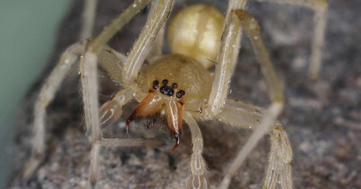 Dynamic image of the Yellow Sac Spider, popularly known in Indonesia as Laba-laba Kantung Kuning.