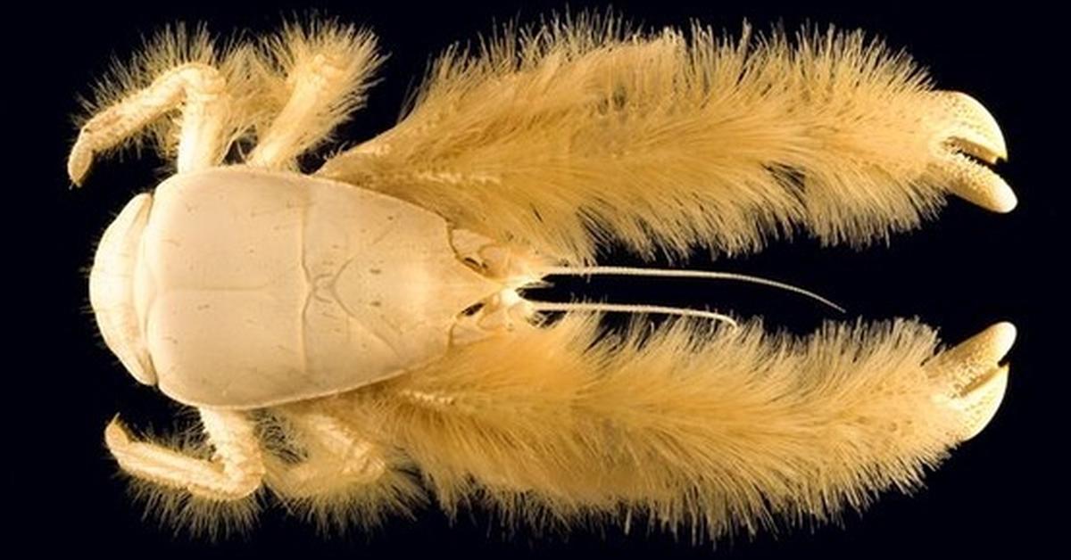 Dynamic image of the Yeti Crab, popularly known in Indonesia as Kepiting Yeti.