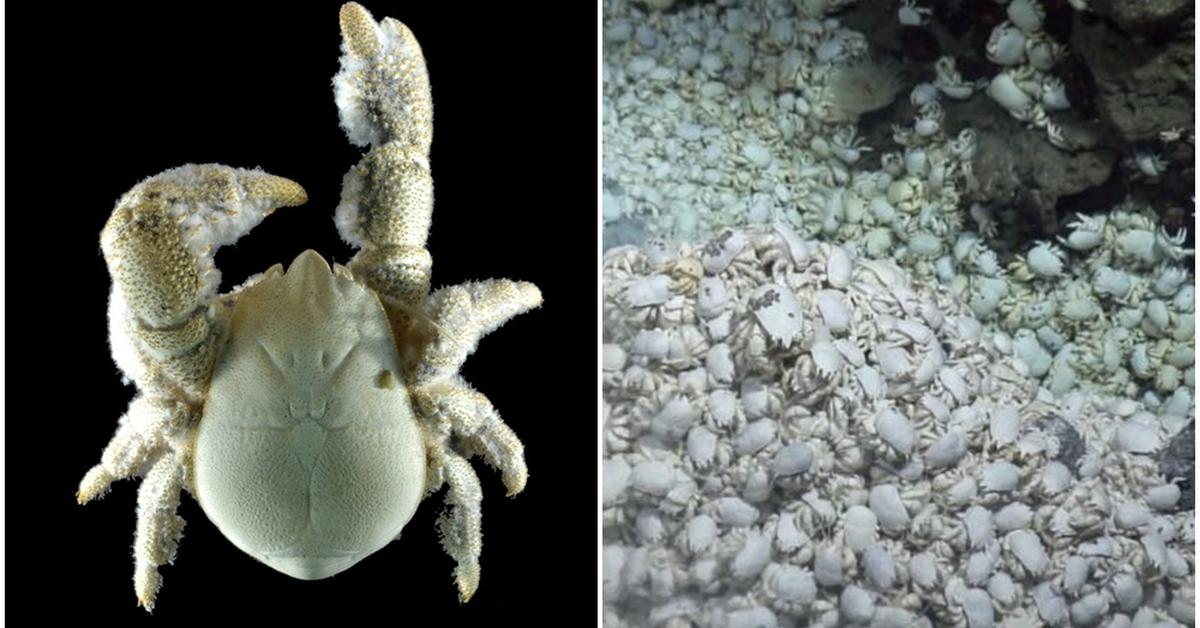 Dynamic image of the Yeti Crab, popularly known in Indonesia as Kepiting Yeti.