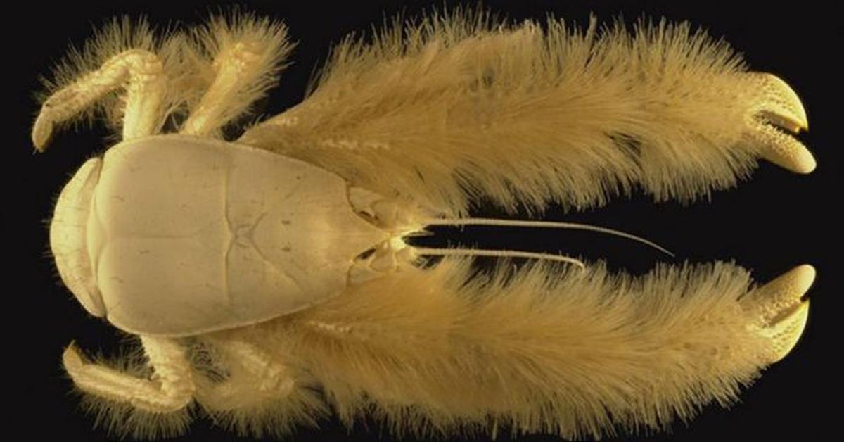 Captivating presence of the Yeti Crab, a species called Kiwa.