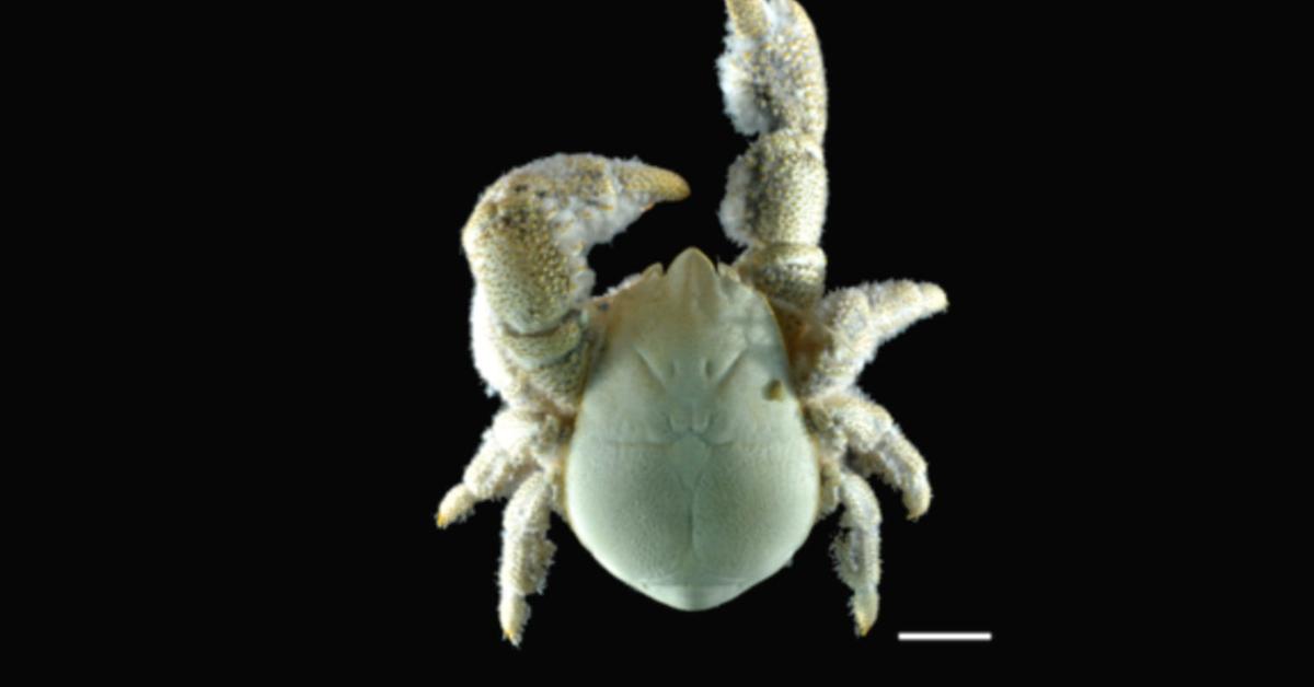 Vibrant snapshot of the Yeti Crab, commonly referred to as Kepiting Yeti in Indonesia.