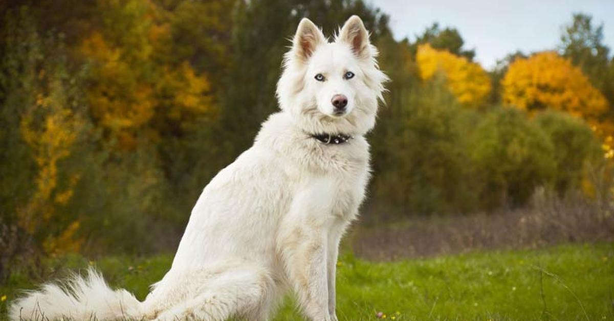 Stunning image of the Yakutian Laika (Canis lupus), a wonder in the animal kingdom.