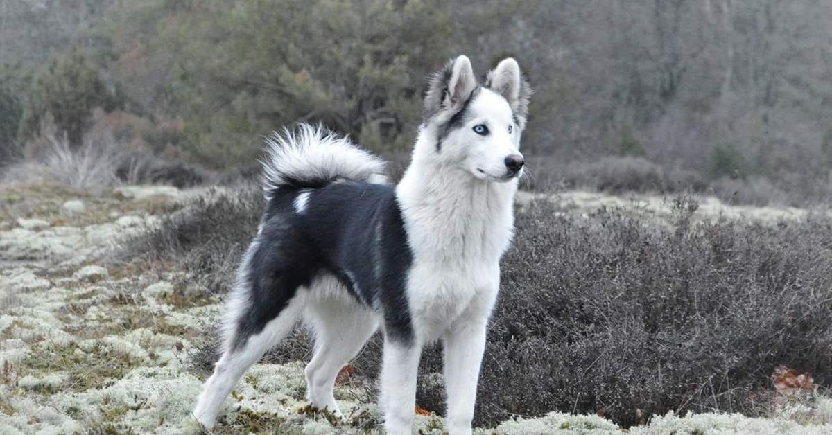 Captured beauty of the Yakutian Laika, or Canis lupus in the scientific world.