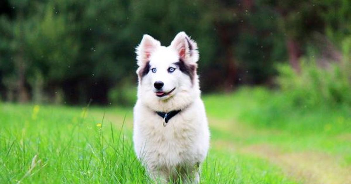 Photogenic Yakutian Laika, scientifically referred to as Canis lupus.