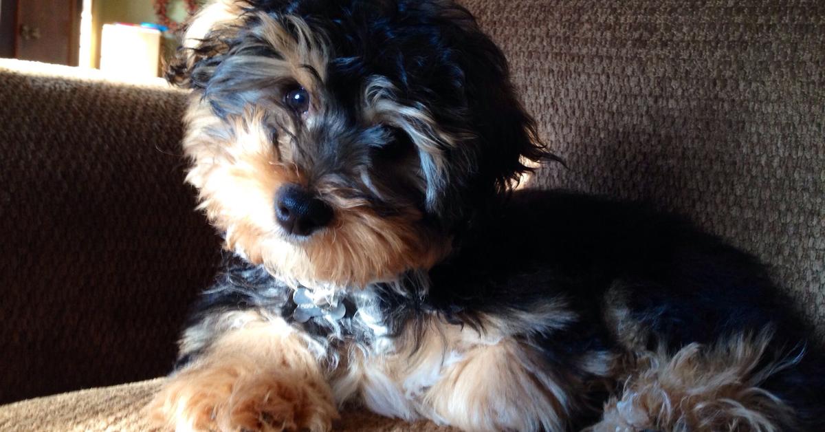 Captivating view of the Yorkie Bichon, known in Bahasa Indonesia as Yorkie Bichon.