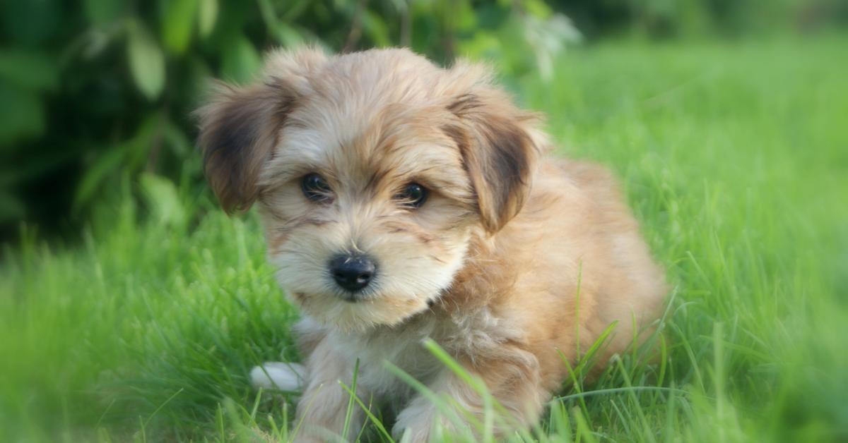 A beautiful representation of the Yorkie Bichon, scientifically Canis lupus.