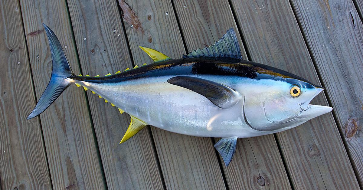 The alluring Yellowfin Tuna, commonly referred to as Tuna Sirip Kuning in Bahasa Indonesia.